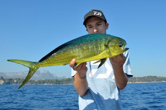 La daurade coryphène, une espèce concernée par la nouvelle réglementation.