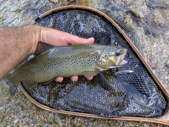 En réservoir ou en milieu naturel, les dartminnow sont souvent imparable!