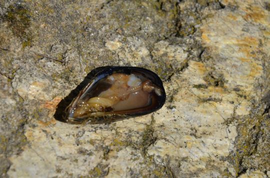 La moule, appât privilégié.
