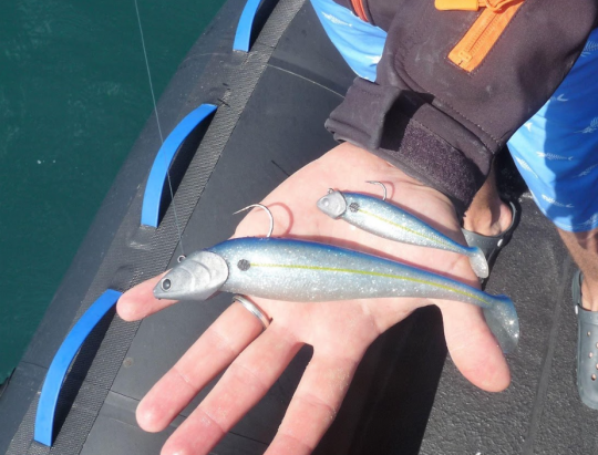 Décliner le même leurre en plusieurs tailles permettra de proposer différentes combinaisons aux poissons et de trouver la taille qui les fait réagir.