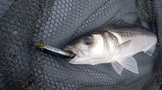 Les poppers sont très efficaces pour la pêche du bar. Ils permettent de se faire remarquer lorsque les conditions sont agitées.