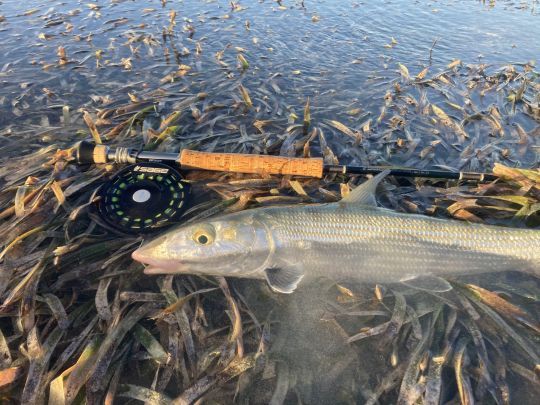 Ce bonefish était en tailing sur de l'herbe à tortue. L'oeil aiguisé de l'auteur aura permis de repérer le petit bout de queue hors de l'eau. Une petite imitation de crevette olive non lestée fera le job! 