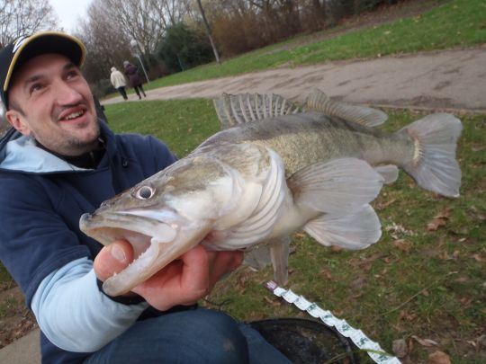 Il est possible d'attraper de très gros sandre su bord