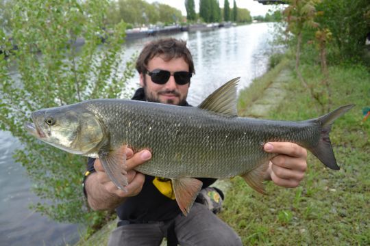 L'aspe est un poisson légendaire de Strasbourg