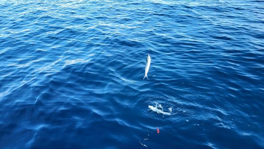 Les doublés sont fréquents.