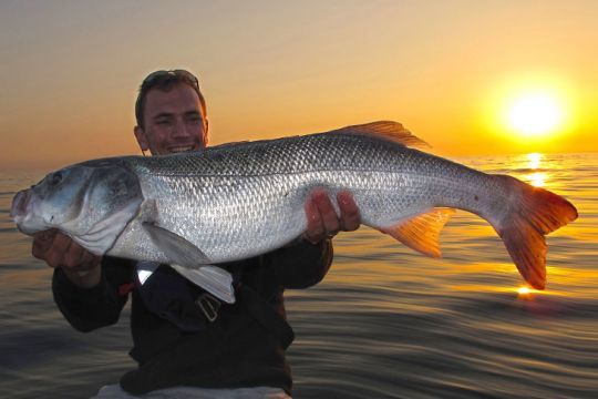 Enorme bar pris dans les roches en bateau