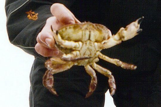 Le tourteau peut être conservé au-delà de 15 cm