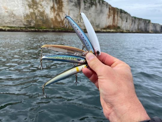 Au sein de la grande famille des poissons nageurs, tousn'ont pas le même comportement dès lors que l'on stoppe la récupération.