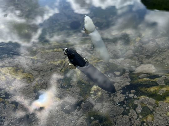 Les leurres de surface comme ici le Biotop de FIIISH se positionnent avec un angle proche des 45 degrés lorsqu'ils sont à l'arrêt.