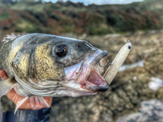 Un joli bar qui aura succombé à ce Biotop de Fiiish. Après une pause assez longue, une reprise rapide de l'animation aura déclenché l'attaque.