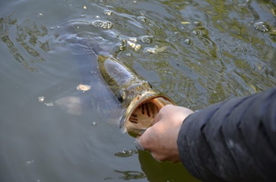 Le black-bass peut parfois être encore pêché.