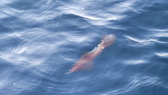 La pêche au vif du pagre.