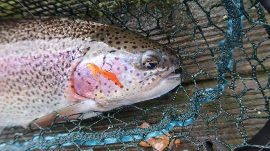 Le choix de la mouche est parfois compliqué et passe par une phase de test, mais l'expérience permet de gagner du temps et d'aller rapidement à l'essentiel  