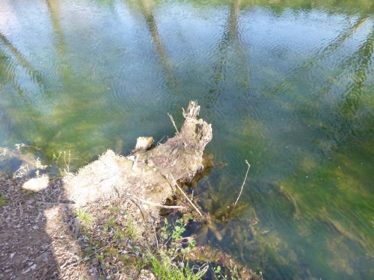 Le bois mort, indispensable pour la biodiversité des rivières.