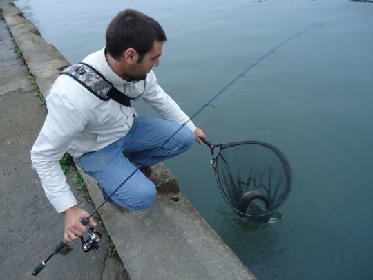 Les chevaines sont nombreux à la belle saison
