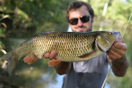 Il y a beaucoup de gros chevesnes mais ils sont particulièrement difficiles à leurrer