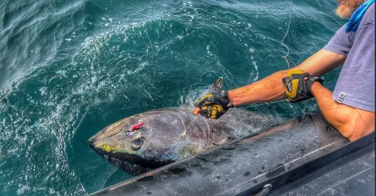 Le lignage du poisson est une étape critique où le bas de ligne est mis à rude épreuve.