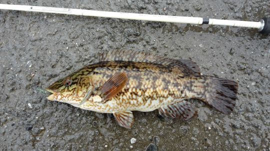 Les vieilles sont elles aussi très présentes