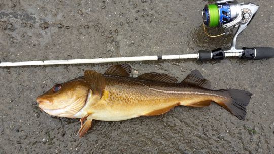 Une belle morue sur un ensemble UL