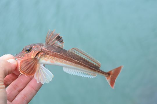 Un petit grondin norvégien