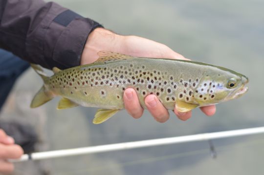 Au milieu des poissons marins, les truites de mer ne sont pas rares