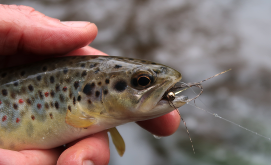 Le streamer veron paonne bien gober par cette truite bretonne modeste mais gourmande! 