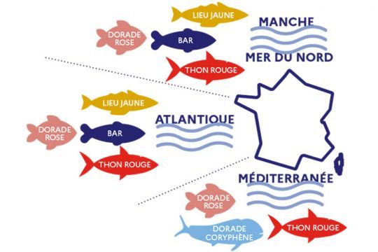 Les espèces à déclarer dans l'application Recfishing