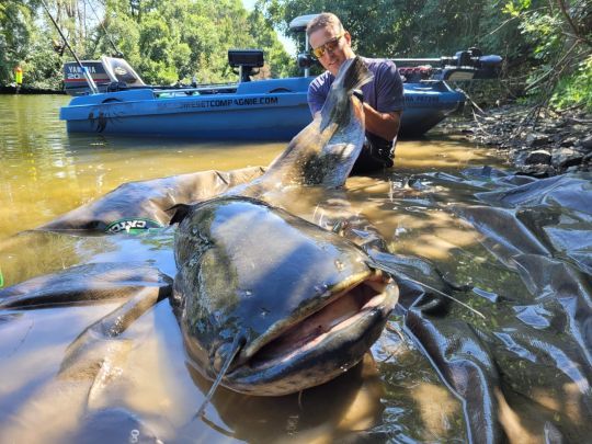 Classer ce géant en nuisible : une absurdité
