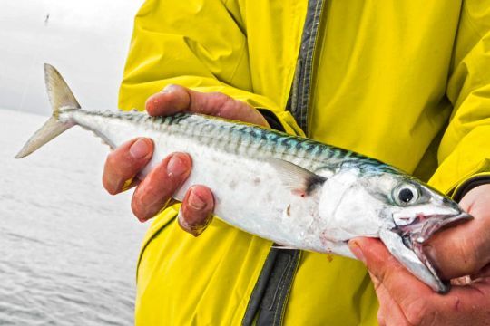 Le maquereau est l'espèce typique du pêcheur débutant et occasionnel, tout un symbole !
