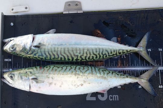 Le maquereau est un poisson de pêche sportive par excellence