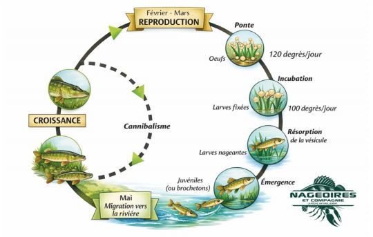 Le cycle de reproduction du brochet (Esox Lucius)