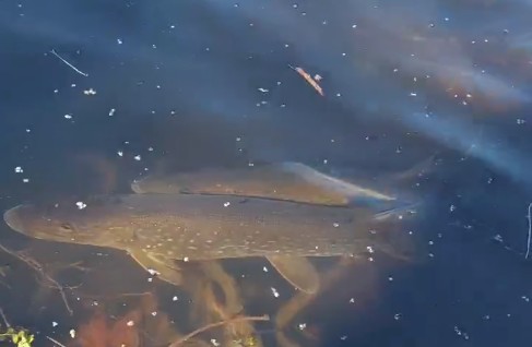 Une reproduction massive... en apparence