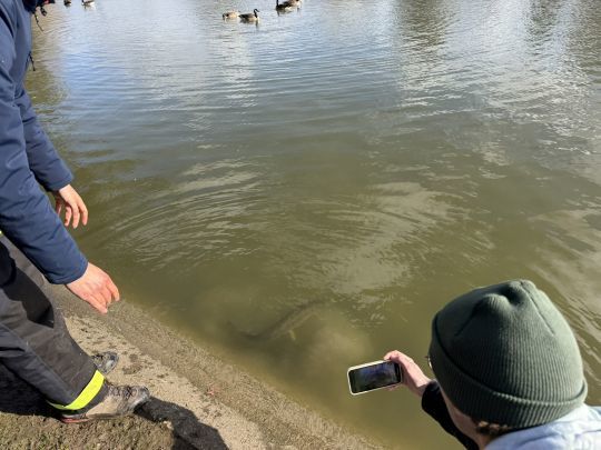 Un brochet lâché dans un des étangs du Bois de Boulogne.
