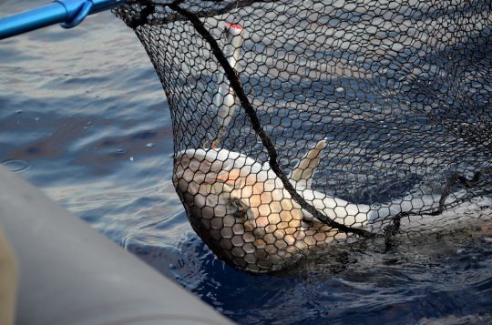 Une pêche remplie de sensations.