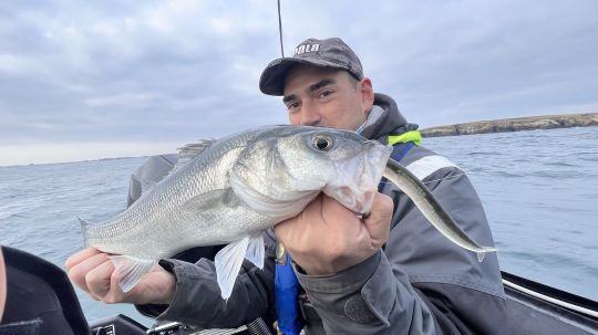 Le Crazy Sand Eel est un leurre redoutable dès lors que les bars sont en chasse sur les lançons.