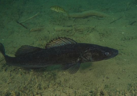 Un mâle tout noir, dis « sandre Charbonnier », prêt pour la période de reproduction.