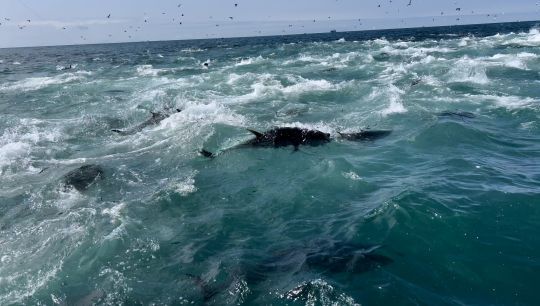 Une fois que les thons décident de percer la surface, la chasse est impressionnante.