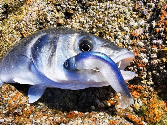Le Black Minnow, modèles 120 et 140, sont incontournables ! L'hameçon texan limite les risques de crochet.