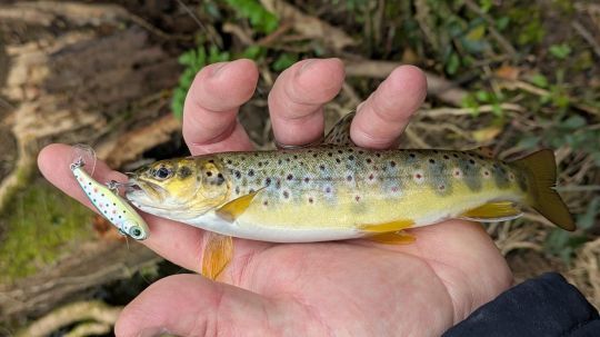 Le Power Tail Evo n'aura mis que quelques minutes avant de frapper.