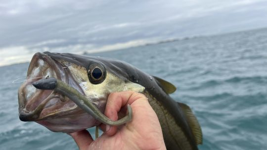 Les têtes effilées comme la Crazy de FIIISH conviennent parfaitement aux leurres slims