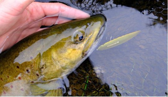 Une jolie truite qui a craquée pour un ryuki en taille 70mm dans sa version flottante (Ryuki 70F).