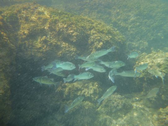 L'amorce fait aussi venir les prédateurs.