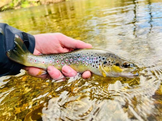 Dès le premier poste, la première truite est au sec. Quelle magnifique robe !
