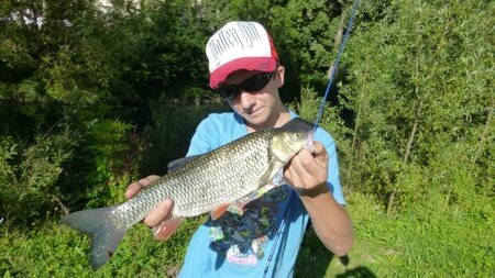Le chevesne, une espèce à pêcher au pain.
