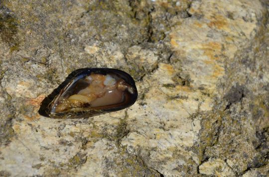 Pêcher à la moule.