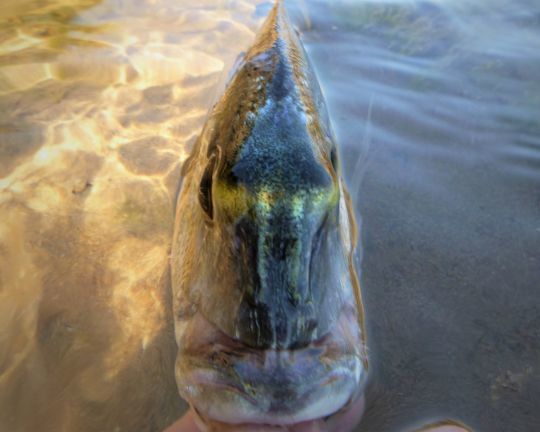 La dorade royale, une des espèces à pêcher à la moule.