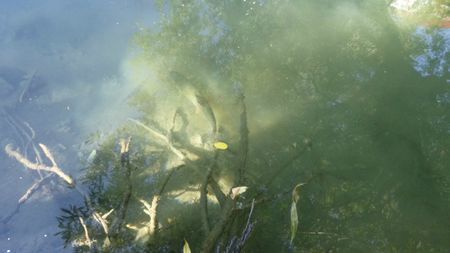 Des poissons qui se déplacent.