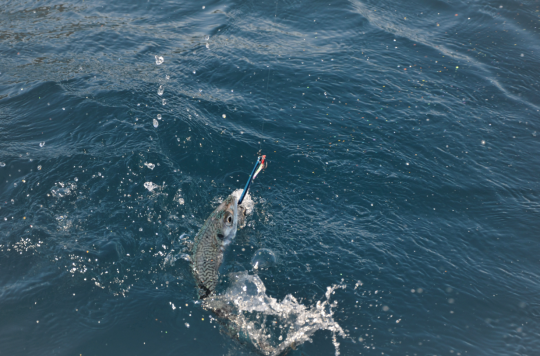 Différents leurres à utiliser selon les poissons recherchés.