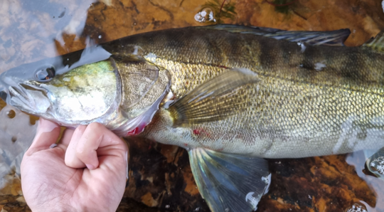 De jolis sandres à pêcher au Portugal.