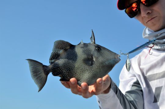 Le baliste, un poisson territorial.